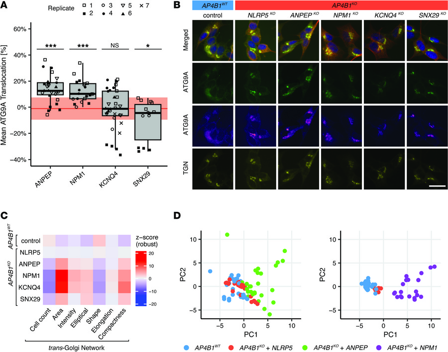 Validation of hits affecting ATG9A translocation.
(A) Mean ATG9A translo...