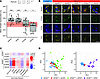Validation of hits affecting ATG9A translocation.