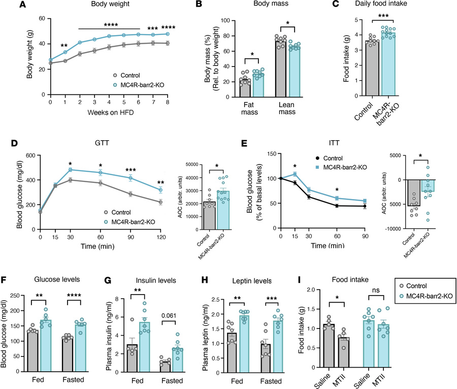 Metabolic studies with MC4R-barr2-KO mice consuming an obesogenic HFD.
A...