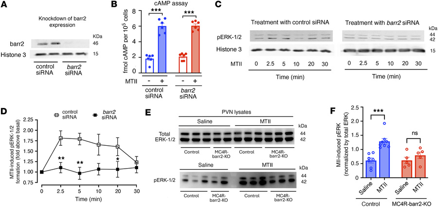 Barr2 deficiency prevents MTII stimulation of pERK-1/2 formation.
(A–D) ...