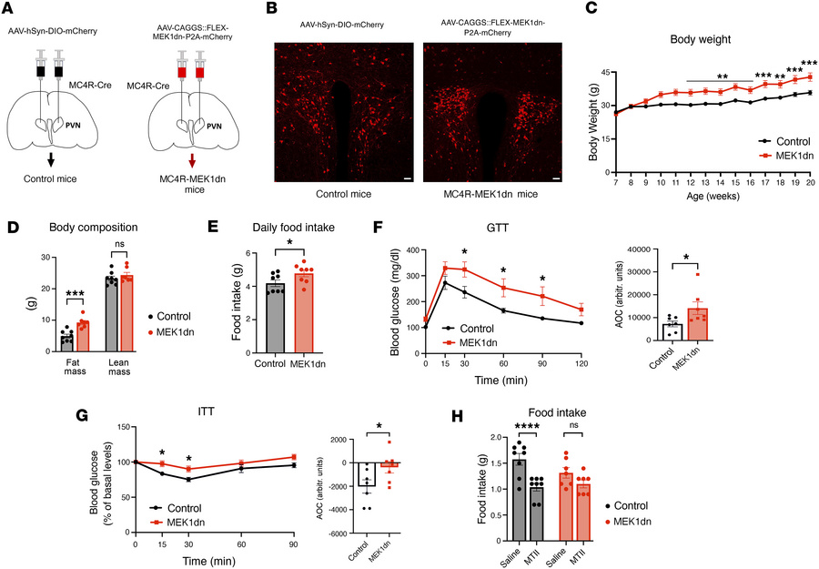 Expression of a dominant-negative mutant of MEK1 in the PVN of MC4R-Cre ...