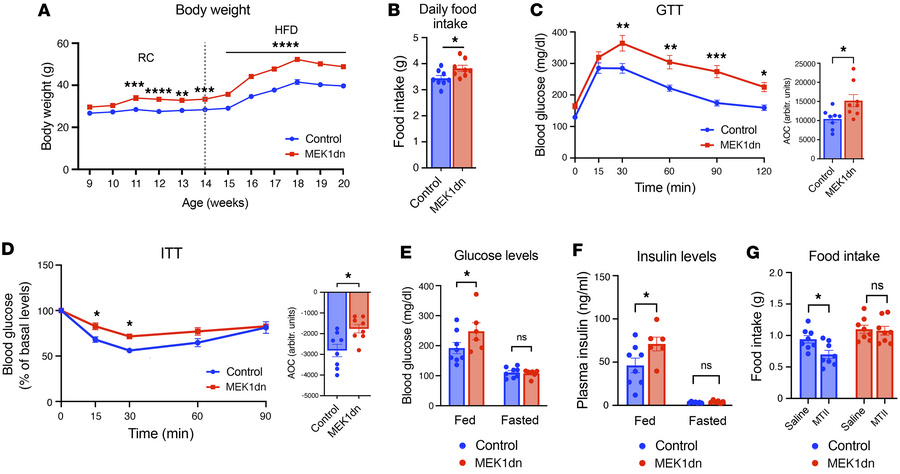 Metabolic phenotypes of MC4R-Mek1dn mice maintained on an HFD.
All exper...