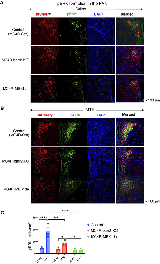 MTII-stimulated pERK formation in MC4R-expressing neurons of the PVN.
Th...