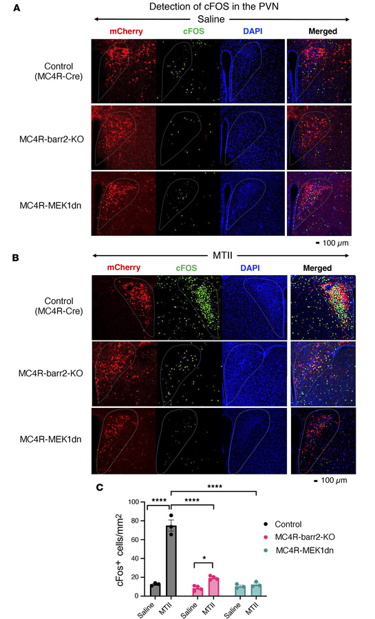 MTII-stimulated cFos expression in MC4R-expressing neurons of the PVN.
T...