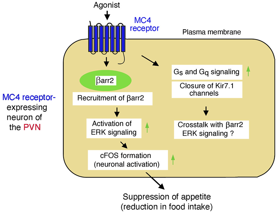 Illustration outlining the role of barr2 in MC4R neurons of the PVN.
Act...