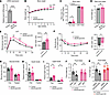 Metabolic analysis of MC4R-barr2-KO mice consuming regular chow.