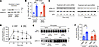 Barr2 deficiency prevents MTII stimulation of pERK-1/2 formation.