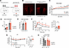 Expression of a dominant-negative mutant of MEK1 in the PVN of MC4R-Cre mic