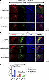 MTII-stimulated pERK formation in MC4R-expressing neurons of the PVN.
