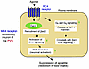 Illustration outlining the role of barr2 in MC4R neurons of the PVN.