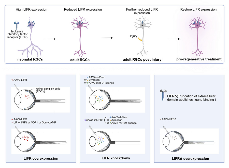 graphical abstract