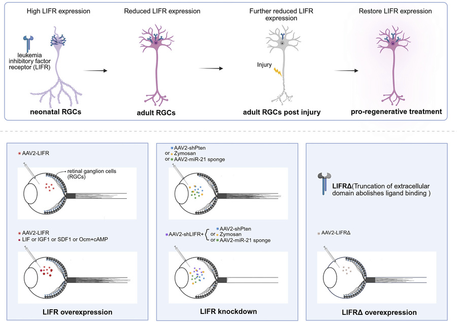 graphical abstract