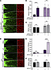 LIFR overexpression promotes axon regeneration in the mature optic nerve.