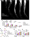 Long-term assessment of AAV2-LIFR–mediated optic nerve regeneration and vis