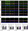 LIFR activates cell-signaling pathways related to CNS axon regeneration.