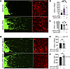 LIFR intracellular domain promotes regeneration.
