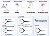 Schematic summary of the major findings.