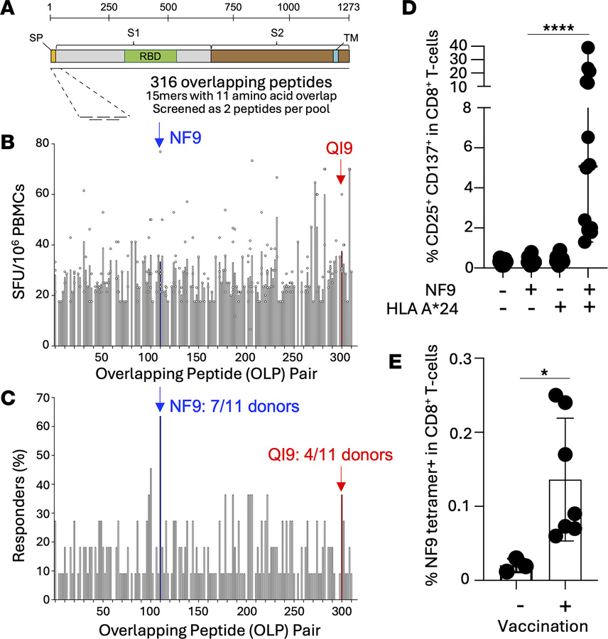Immunodominant NF9/A24-specific T cell responses in vaccinated donors.
(...