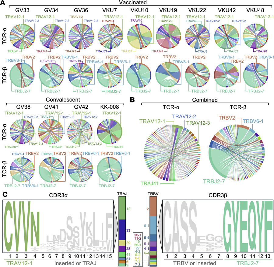 T cell receptor analysis of NF9/A24 and QI9/A24-specific T cells.
(A) TR...