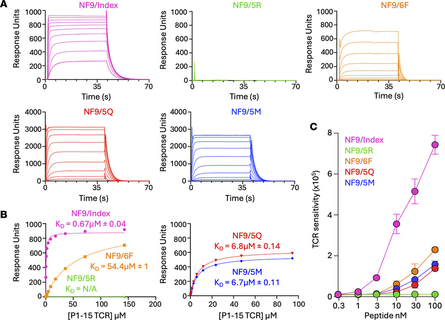 Binding affinity and cross-reactivity of P1-15:A24/NF9 interaction.
(A) ...