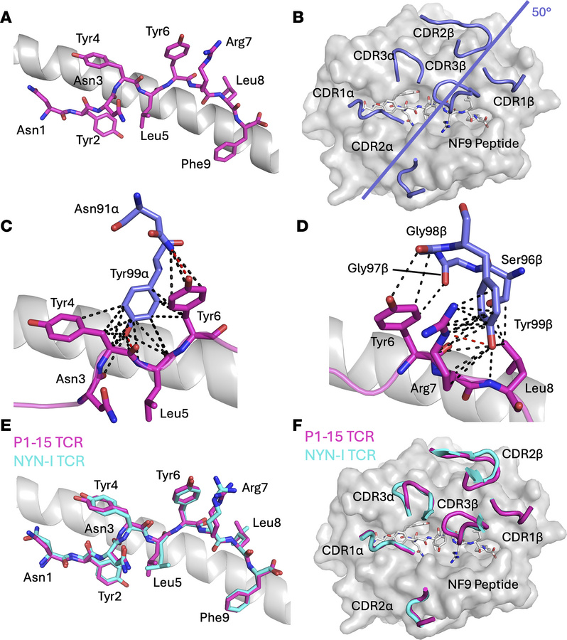 Structural analysis of the public P1-15 TCR/NF9-A24 complex.
(A) Present...