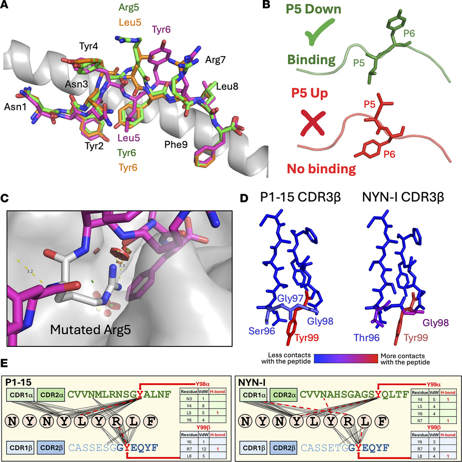 Structural basis for position-5–driven reorientation of the NF9 peptide ...