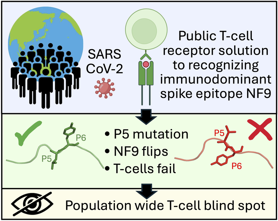 graphical abstract