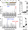 Immunodominant NF9/A24-specific T cell responses in vaccinated donors.