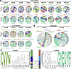 T cell receptor analysis of NF9/A24 and QI9/A24-specific T cells.