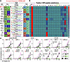 Preference for leucine and nonrecognition of arginine at P5 by NF9-specific