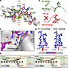 Structural basis for position-5–driven reorientation of the NF9 peptide wit