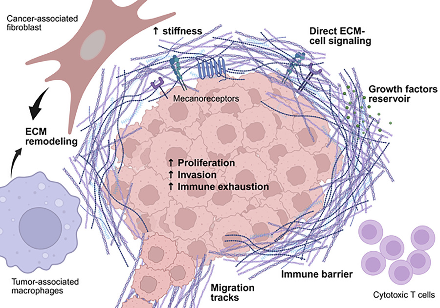 Summary of the different roles of ECM remodeling in cancer progression.