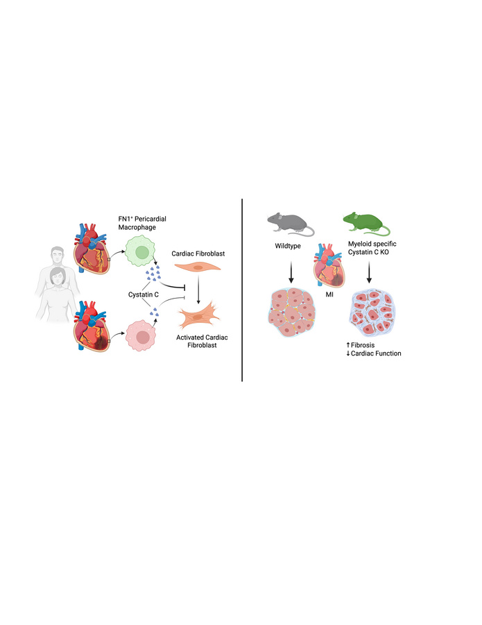 graphical abstract