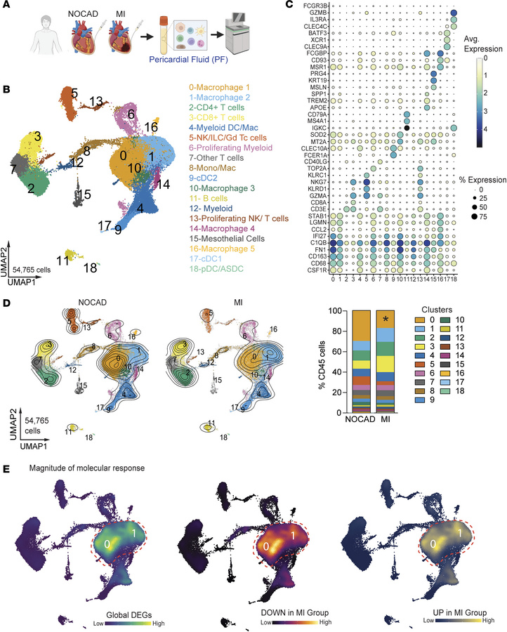 MI promotes phenotypic changes in specific subpopulations of pericardial...