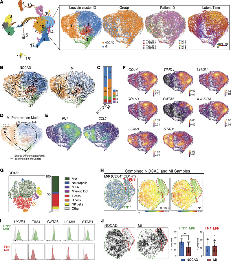 MI dictates maturation trajectories for pericardial macrophages.
(A) Lou...