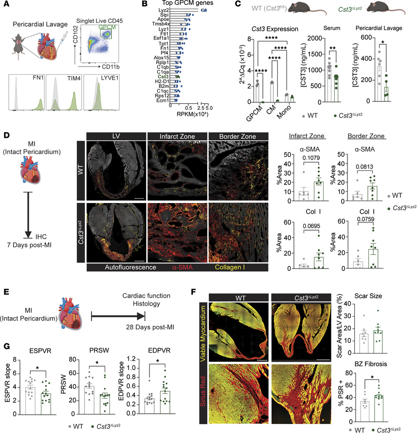  Myeloid-derived Cst3 alters cardiac fibrosis.
(A) Representative flow c...