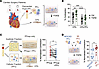 MI elicits a distinct inflammatory response in the pericardial space.