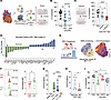 FN1+ pericardial macrophages inhibit cardiac fibroblast activity via cystat