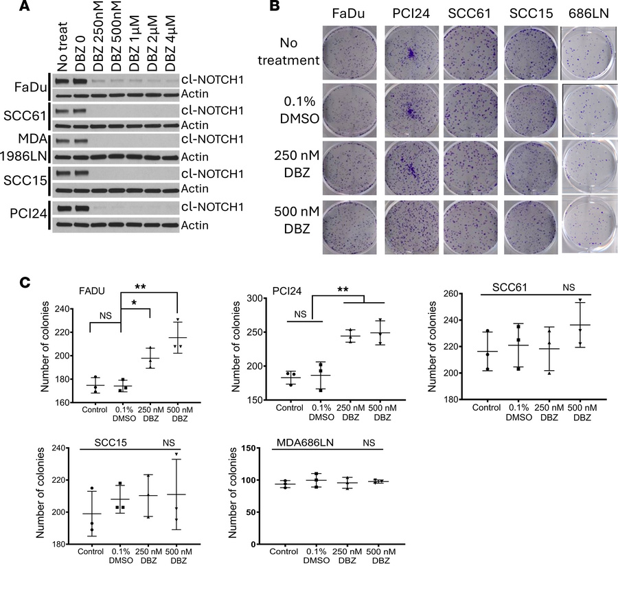 NOTCH1 is not a driver of cell growth in multiple HNSCC cell lines with ...