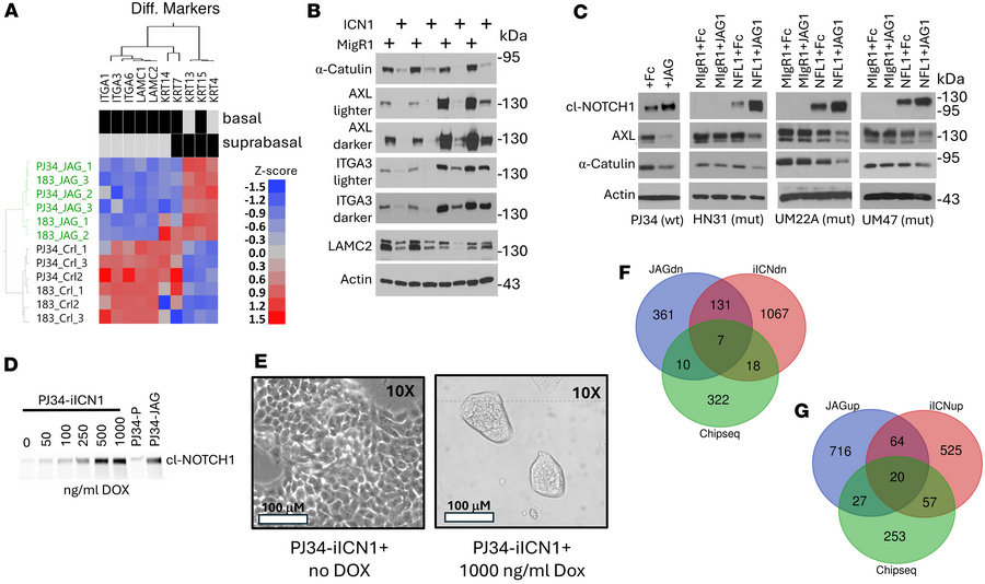The activation of NOTCH1 signaling through multiple experimental approac...