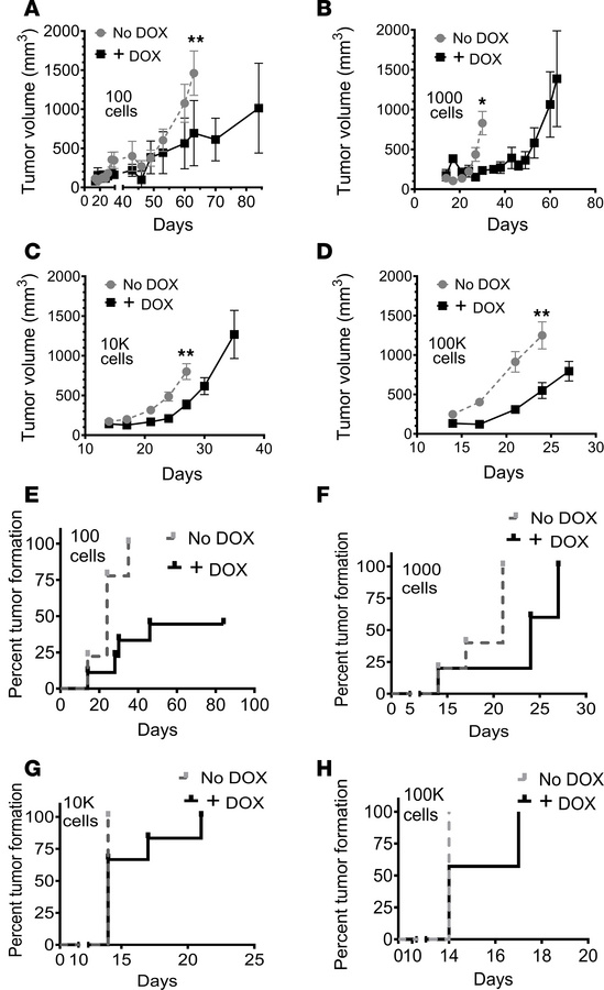 NOTCH1 activation reduces in vivo tumor growth and formation in NOTCH1-W...