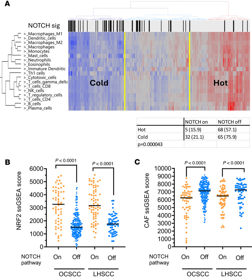 NOTCH1 activation in primary HNSCC is associated with changes to the tum...