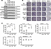 NOTCH1 is not a driver of cell growth in multiple HNSCC cell lines with hig
