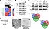 The activation of NOTCH1 signaling through multiple experimental approaches