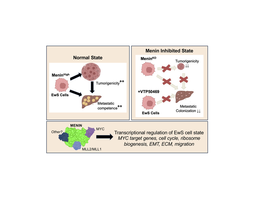 graphical abstract