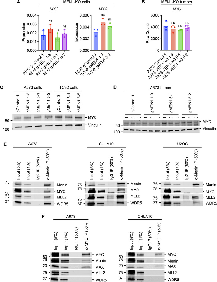 Menin and MYC form a complex in EwS cells.
(A) MYC transcript levels in ...
