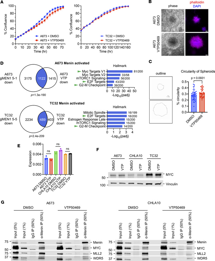 Menin inhibition regulates key tumorigenic pathways.
(A) Incucyte prolif...