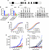Menin promotes EwS tumorigenesis.