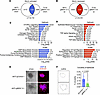 MEN1-KO EwS cells have altered expression of proliferation and differentiat
