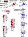 Tumors derived from MEN1-KO cells are transcriptionally rewired.